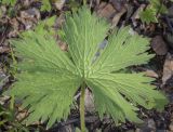 Aconitum septentrionale