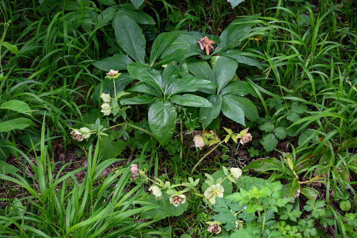 Изображение особи Helleborus caucasicus.