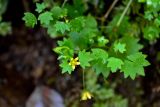 Saxifraga cymbalaria. Верхушка побега с цветком. Грузия, Аджария, национальный парк \"Мтирала\", берег ручья. 17.06.2023.