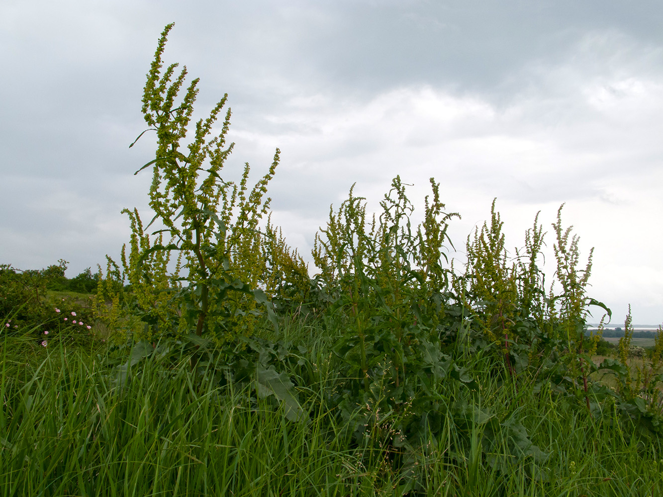 Изображение особи Rumex patientia.