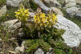 Pedicularis condensata. Цветущее растение. Карачаево-Черкесия, Карачаевский р-н, Большой Кавказ, правый борт ущелья Кичкинекол, долина реки Таллычат, западный склон хребта под перевалом Малый Кичкинекол, частично задернованная каменистая россыпь, ≈ 3000 м н.у.м., среди камней. 22.07.2023.