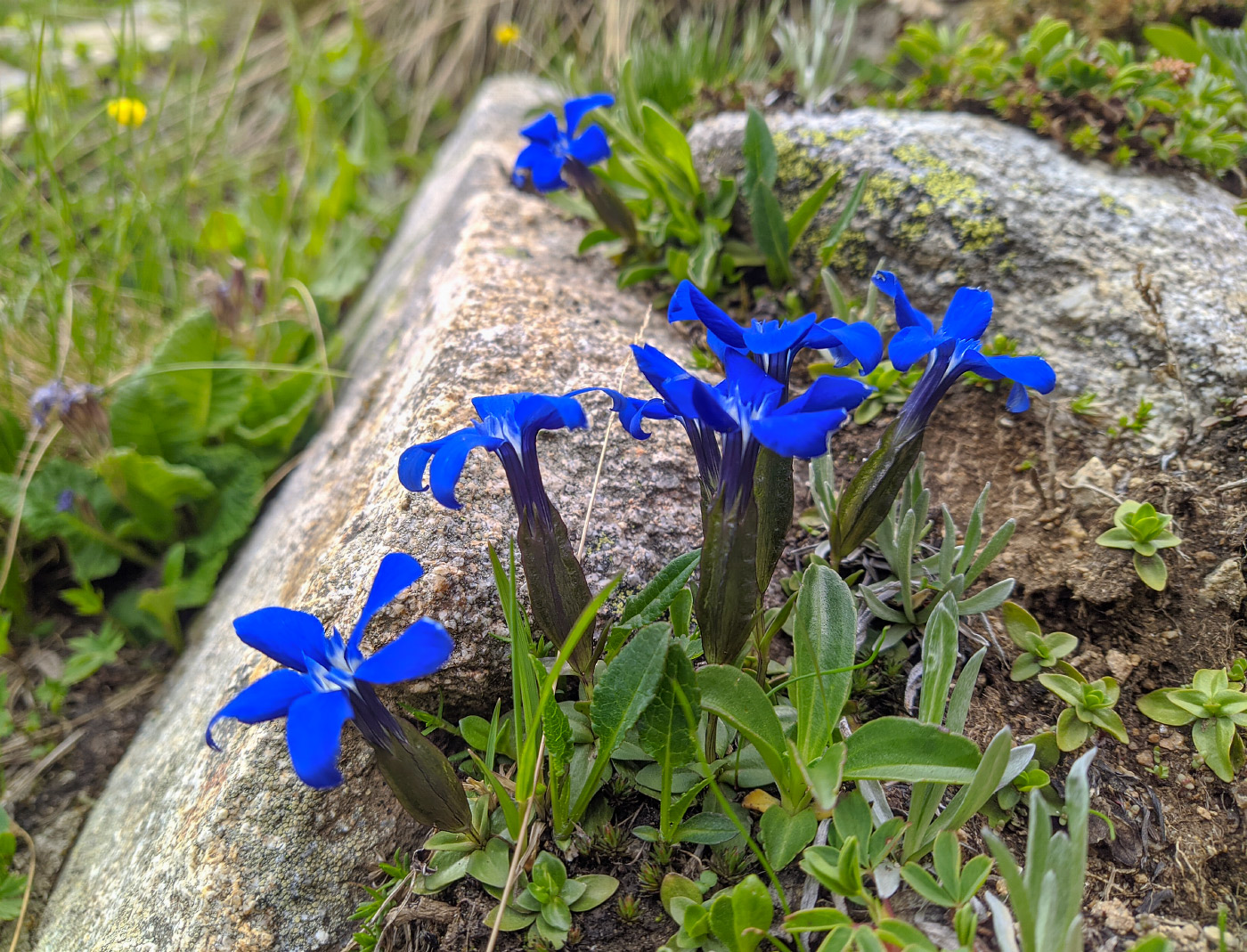 Изображение особи Gentiana angulosa.