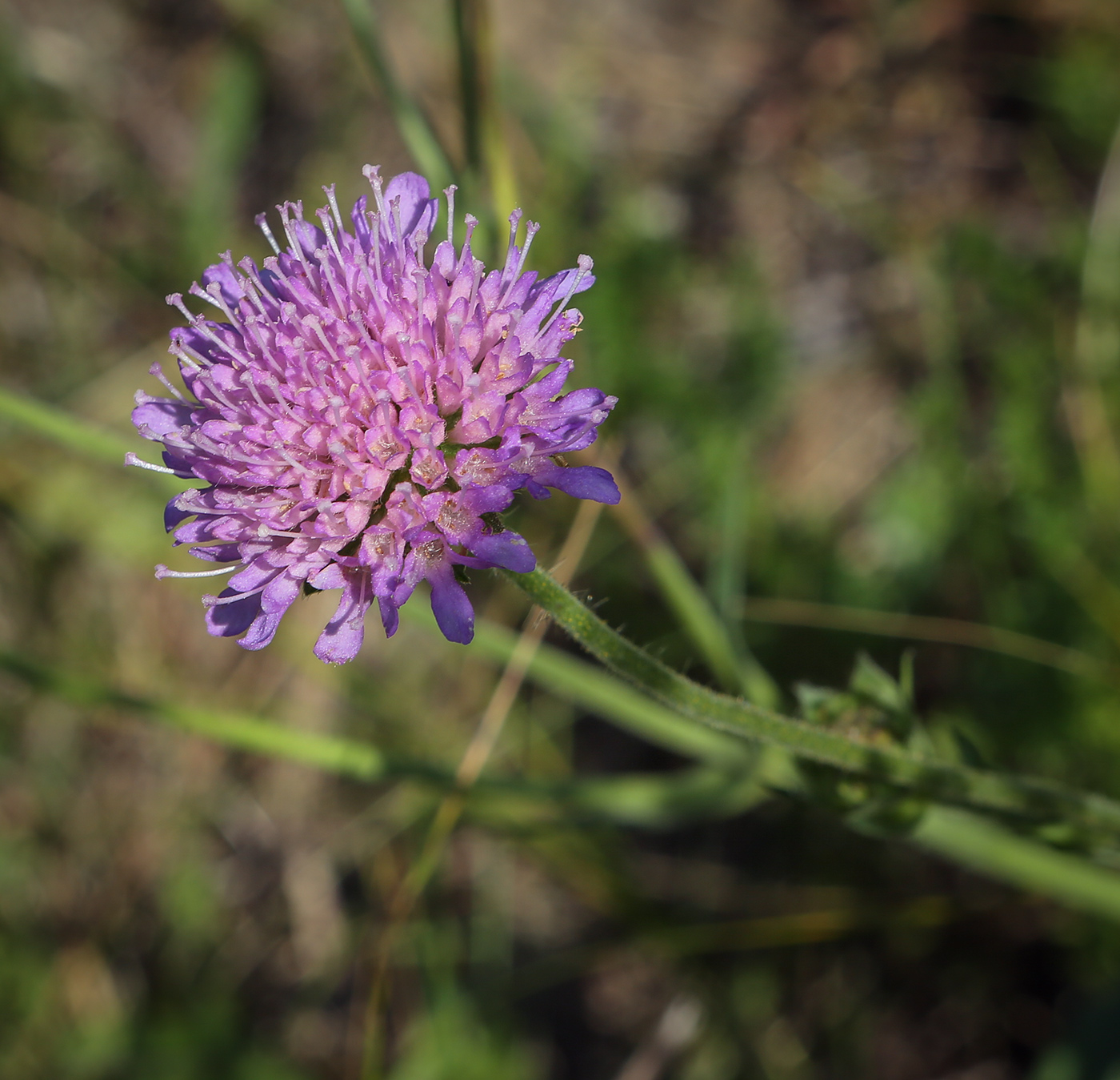 Image of Knautia arvensis specimen.