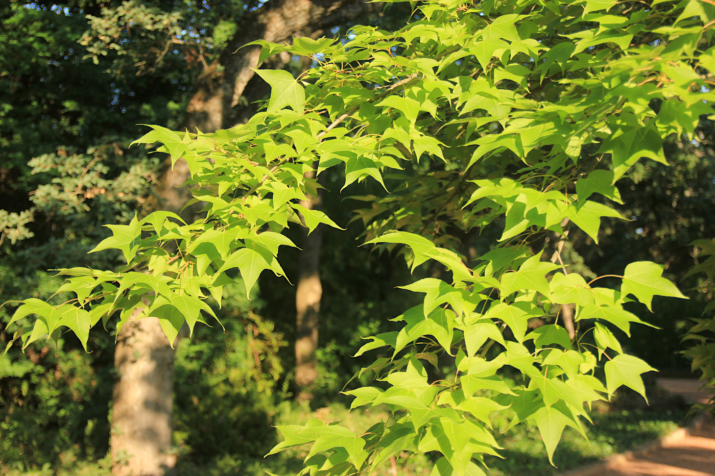 Изображение особи Liquidambar formosana.