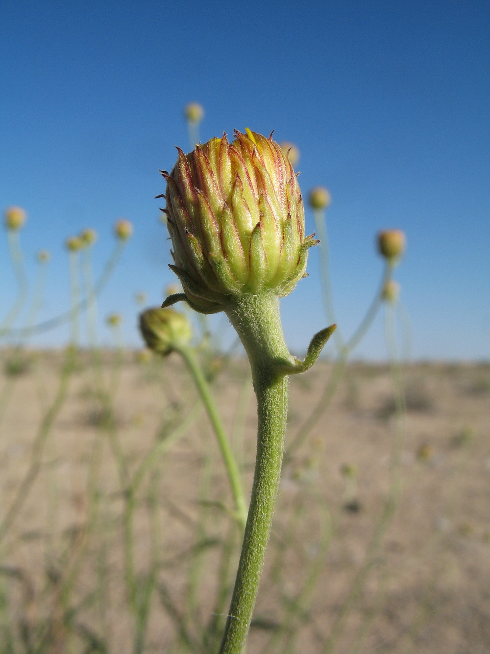 Image of Inula multicaulis specimen.