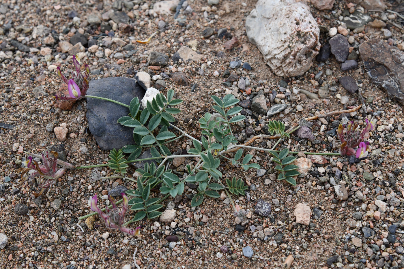 Изображение особи Astragalus amabilis.