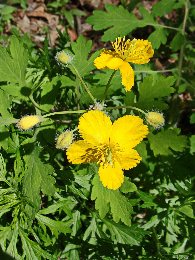 Изображение особи Chelidonium asiaticum.