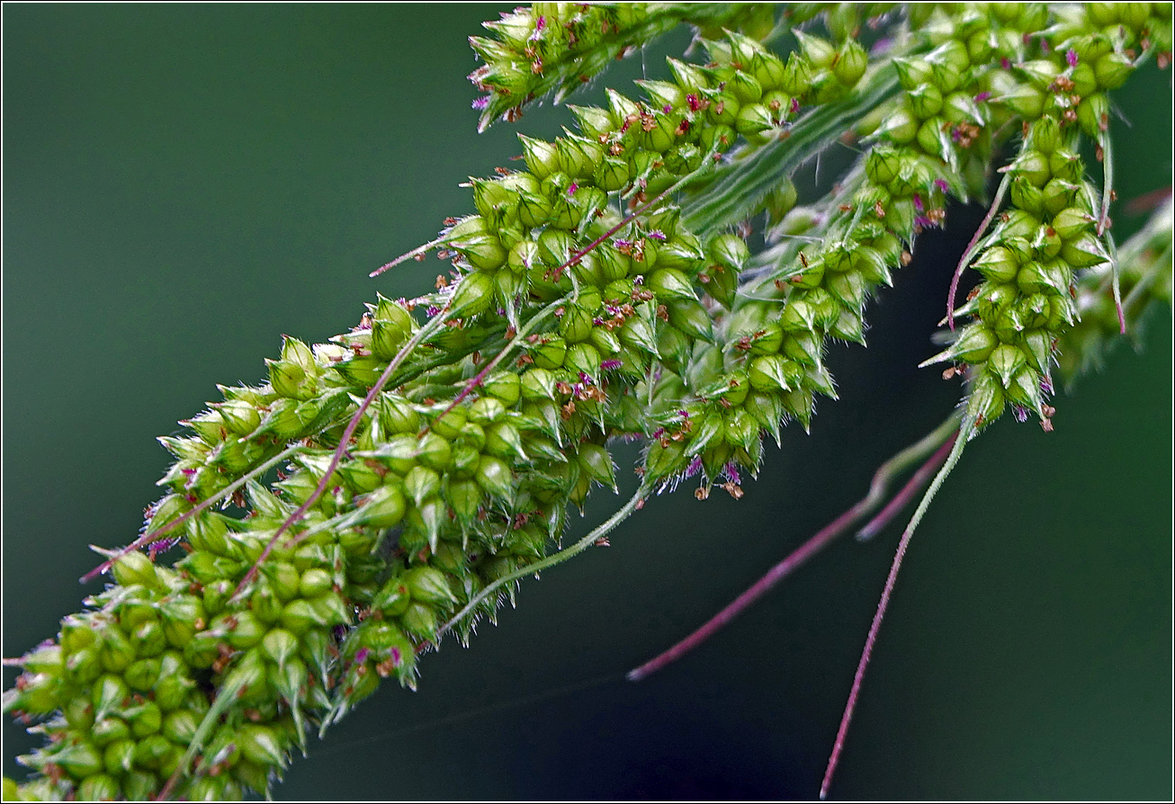 Изображение особи род Echinochloa.