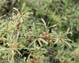 Rhamnus erythroxyloides. Ветвь плодоносящего куста. Дагестан, склон Сулакского каньона, петрофитный шибляк. 21.06.2023.