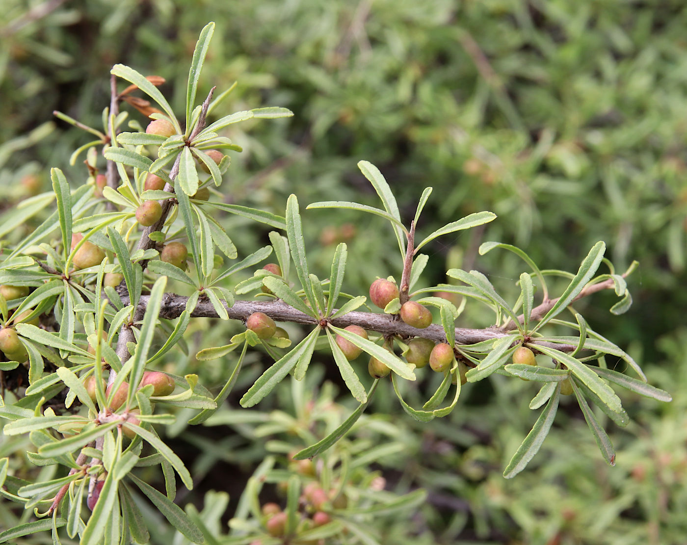 Image of Rhamnus erythroxyloides specimen.