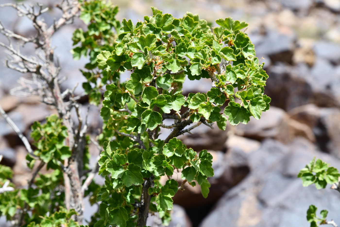 Image of Ribes villosum specimen.