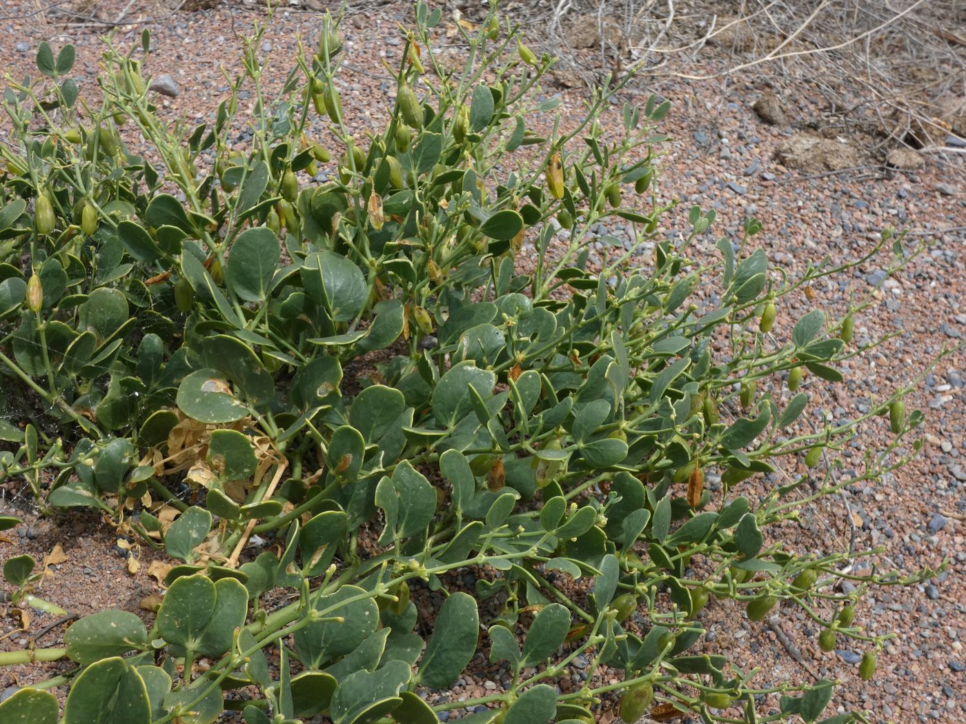 Image of Zygophyllum fabago ssp. orientale specimen.