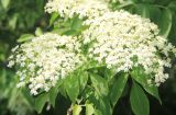 Sambucus nigra. Соцветия и части листьев. Краснодарский край, Черноморское побережье Кавказа, окр. г. Новороссийск, долина р. Дюрсо, лес у берега реки. 26 мая 2024 г.