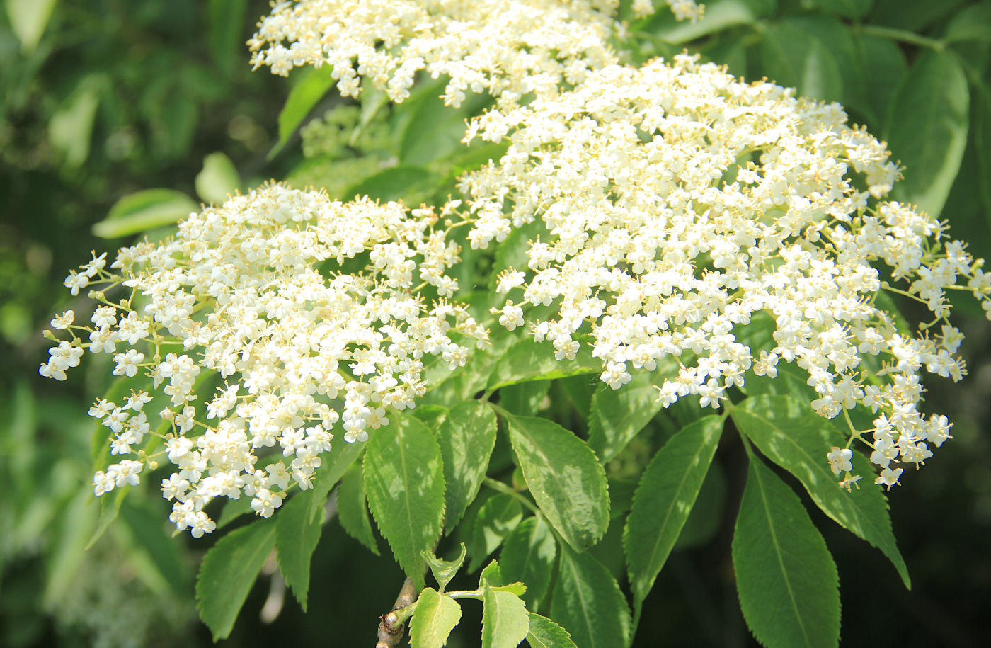 Image of Sambucus nigra specimen.