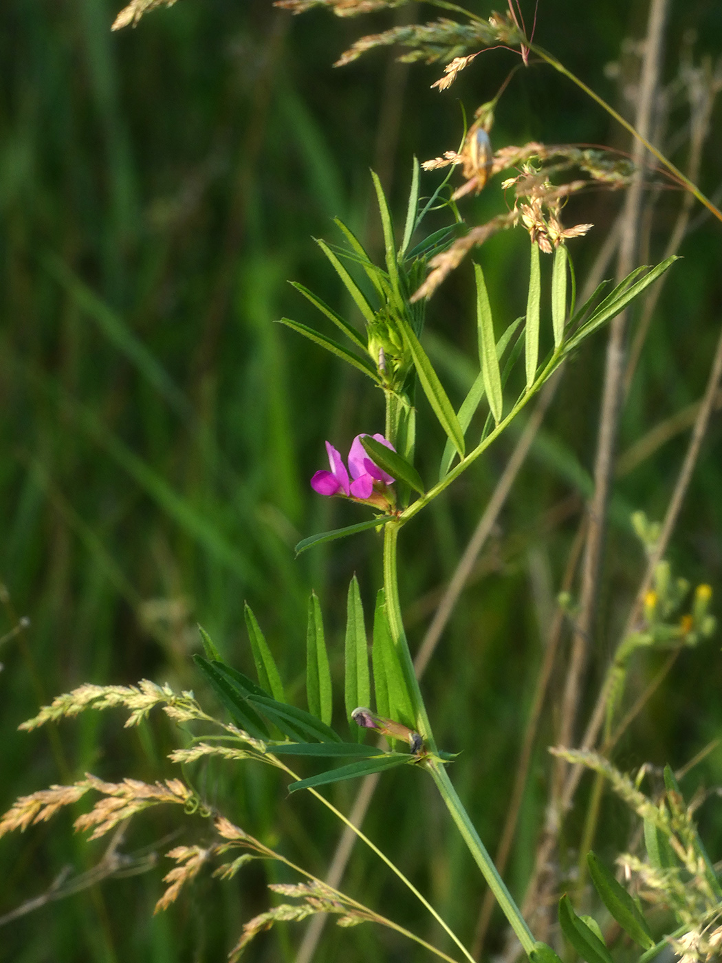 Image of Vicia angustifolia specimen.