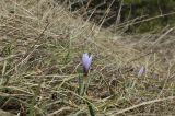 Crocus tauricus. Цветущее растение. Крым, г. Симферополь, окр. мкр-на Пневматика, куэста, луг. 20.02.2024.