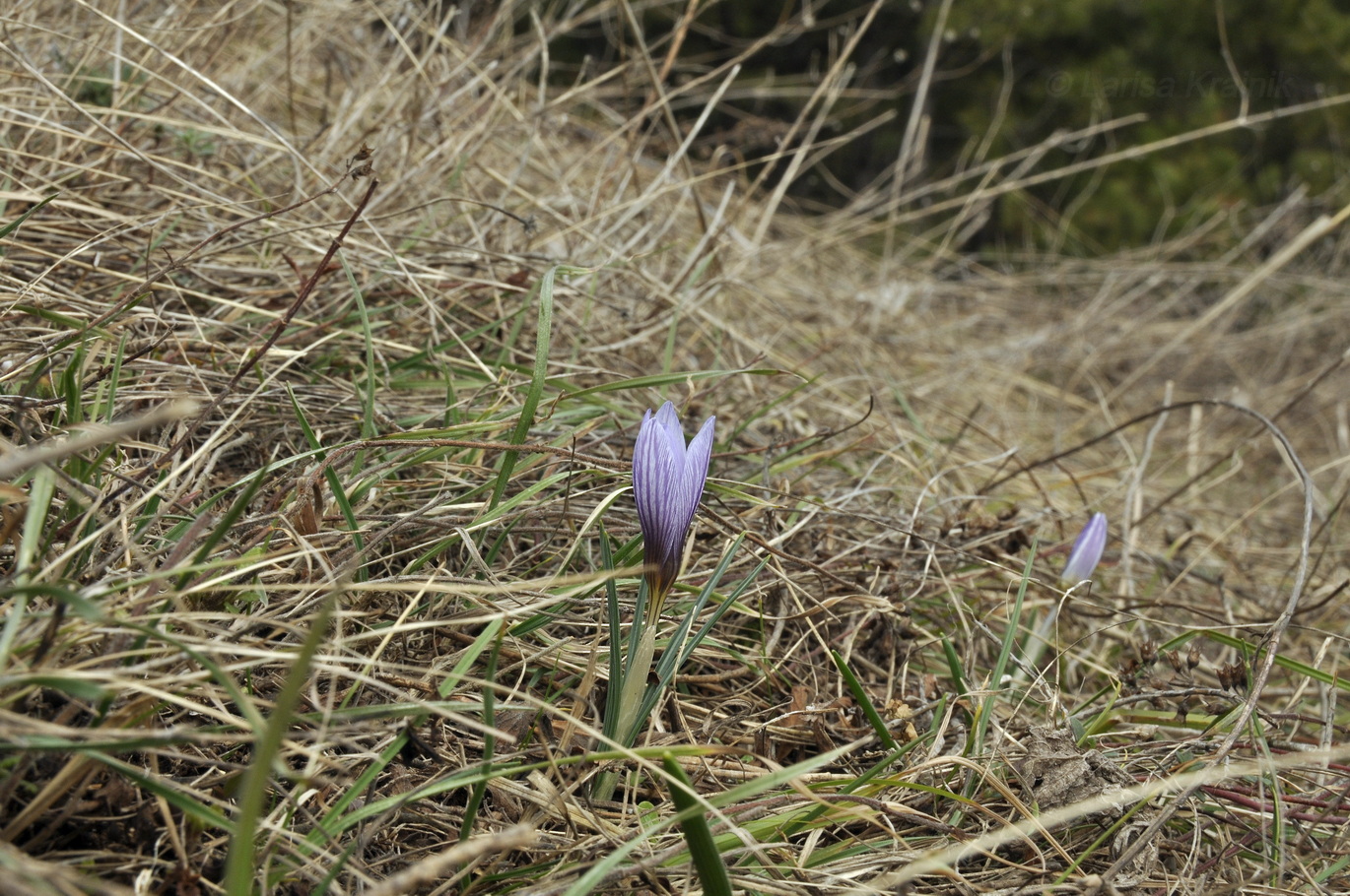 Изображение особи Crocus tauricus.