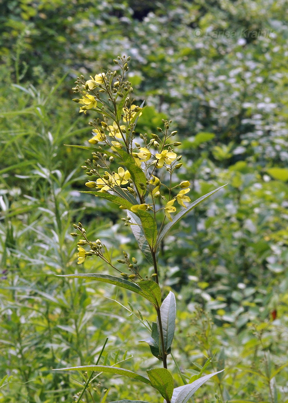 Image of Lysimachia davurica specimen.