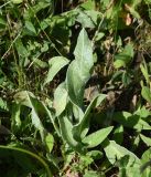 Centaurea willdenowii. Листья. Чечня, Шаройский р-н, окр. пер. Цумандинский, южный борт перевала, выс. ок. 2400 м н.у.м., луг. 25 июня 2024 г.