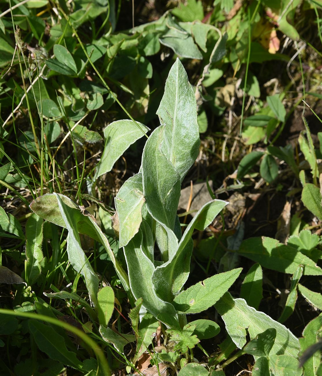 Image of Centaurea willdenowii specimen.