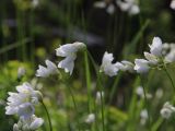 Allium zebdanense