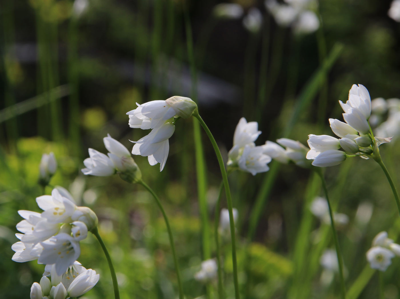 Image of Allium zebdanense specimen.