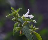 Stachys annua. Верхушка цветущего растения. Липецкая обл., Данковский р-н, окр. дер. Масловка, 1,5 км выше устья р. Паники, правый борт балки, обочина грунтовой дороги. 3 августа 2024 г.