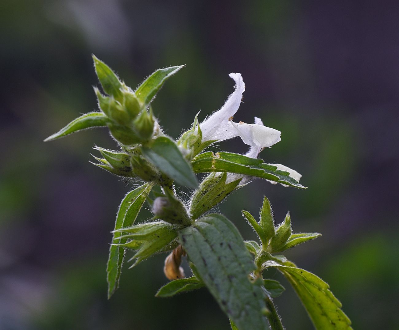 Изображение особи Stachys annua.