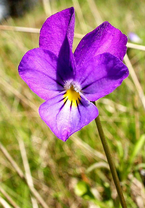 Изображение особи Viola tricolor.