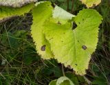 Phlomoides tuberosa. Листья, принимающие осеннюю окраску. Свердловская обл., Красноуфимский округ, Саргаинский сельский совет, окр. пос. Саргая, долина р. Уфа, травянистый берег. 19 августа 2023 г.