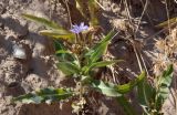 Lactuca tatarica