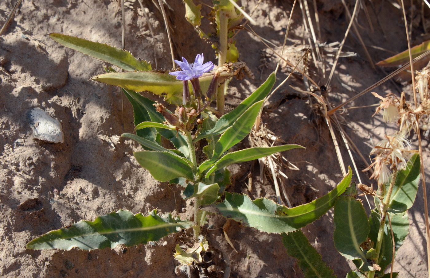 Image of Lactuca tatarica specimen.