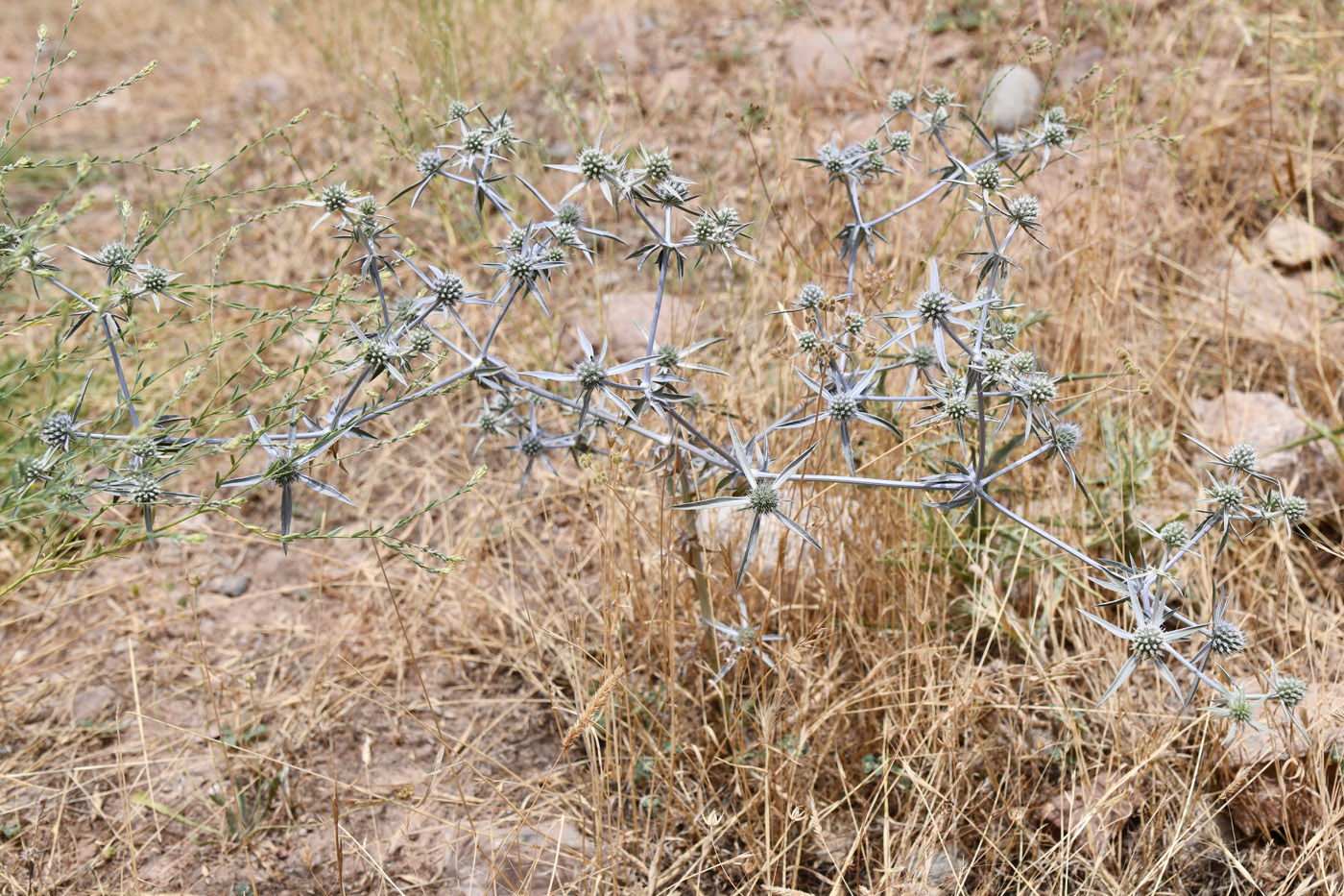 Image of Eryngium caeruleum specimen.