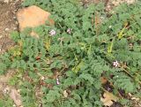 Erodium cicutarium