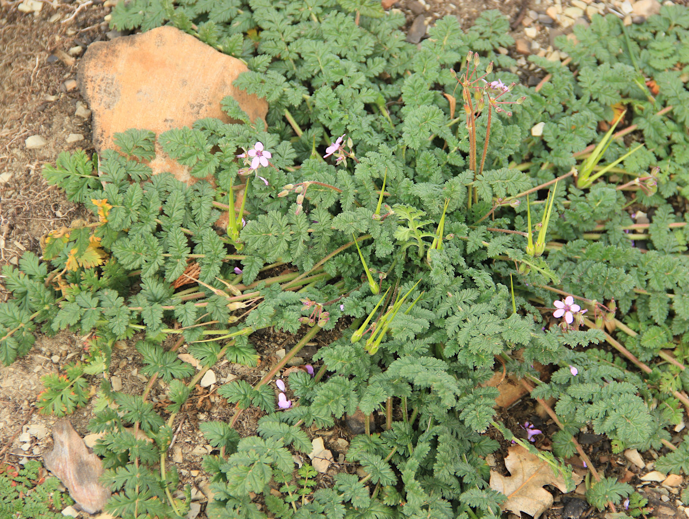 Изображение особи Erodium cicutarium.