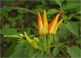 Capsicum annuum. Верхушка побега с созревающими плодами (сорт 'Вспышка'). Московская обл., Раменский р-н, окр. дер. Хрипань, садовый участок. 21.09.2024.