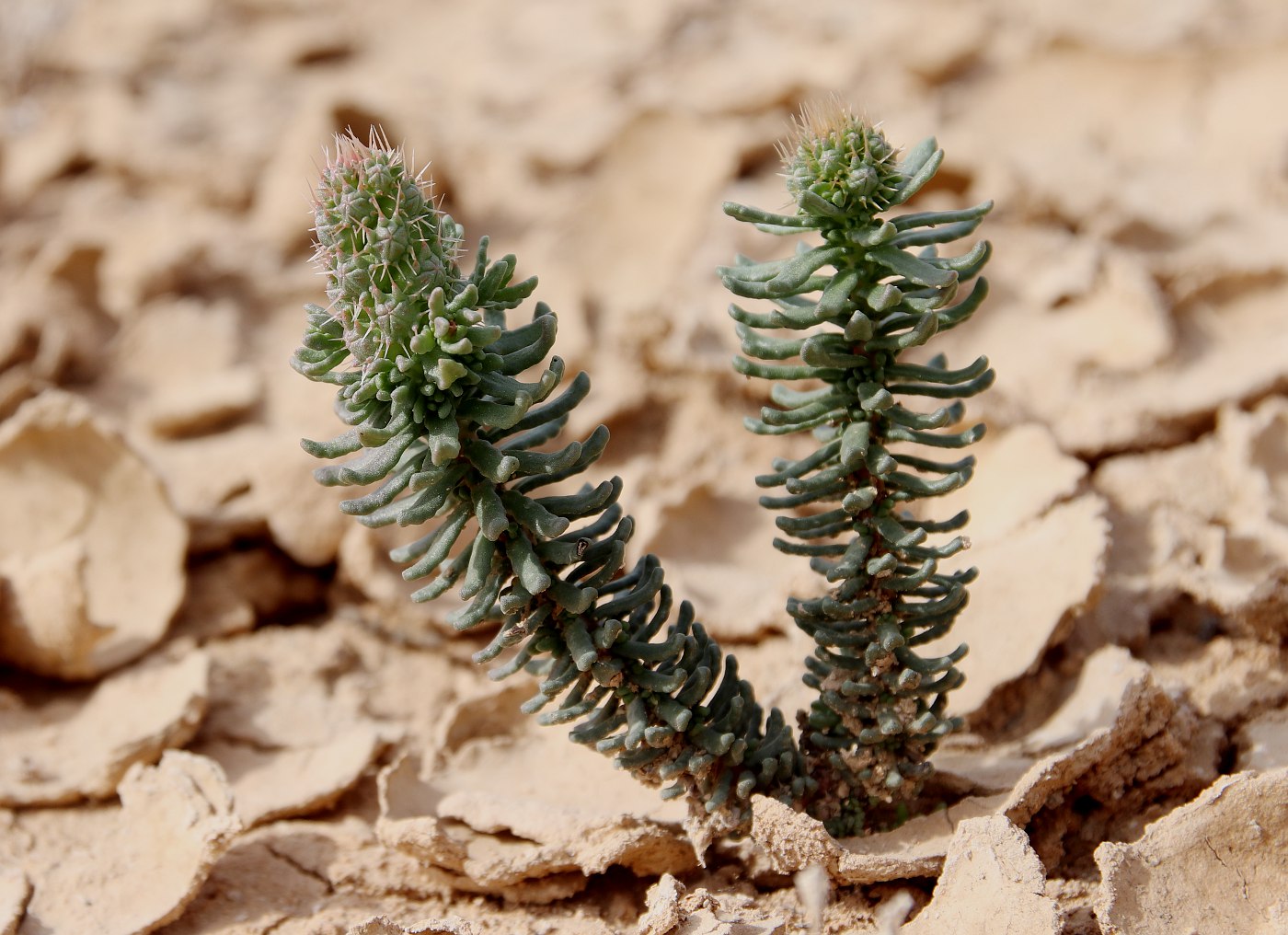 Изображение особи Coris monspeliensis ssp. strossiae.