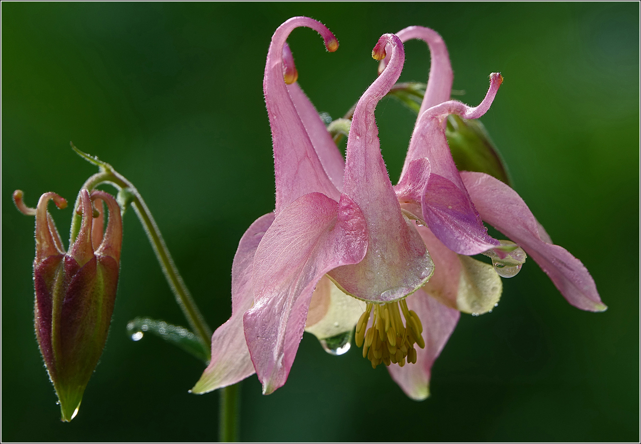 Image of Aquilegia vulgaris specimen.