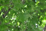 Platanus orientalis