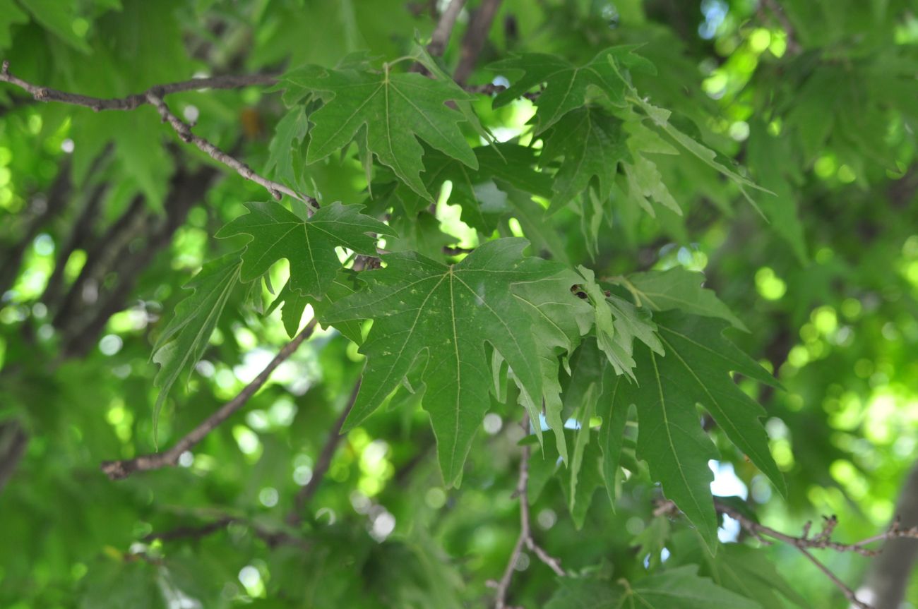 Изображение особи Platanus orientalis.