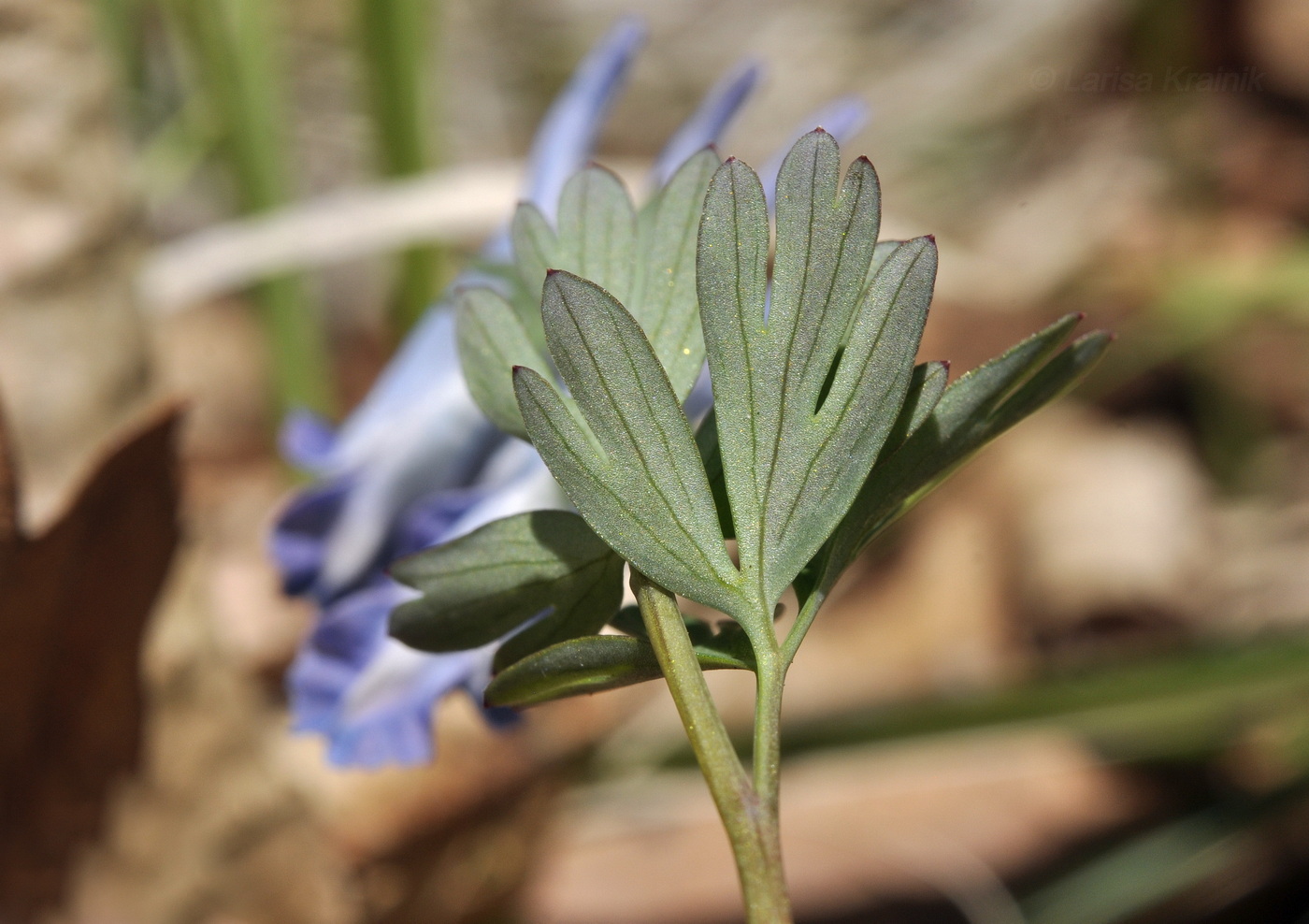 Изображение особи род Corydalis.