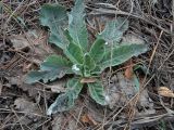 genus Verbascum