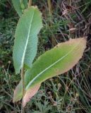 View full-size image Lactuca serriola
