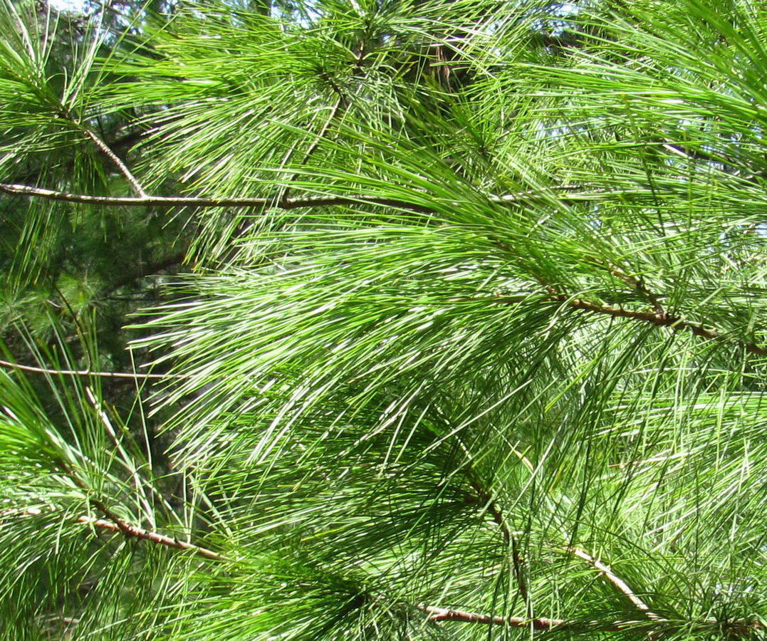 Image of genus Pinus specimen.