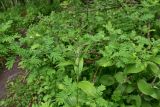 View full-size image Veratrum lobelianum