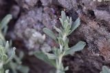 View full-size image Teucrium capitatum