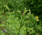 View full-size image Pteridium aquilinum