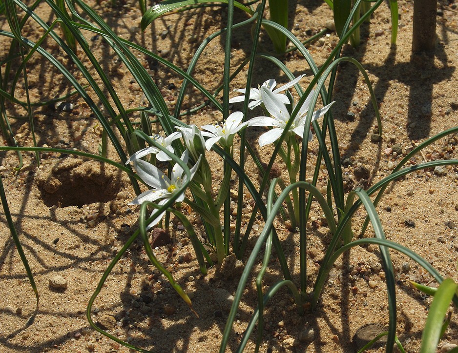 Image of genus Ornithogalum specimen.