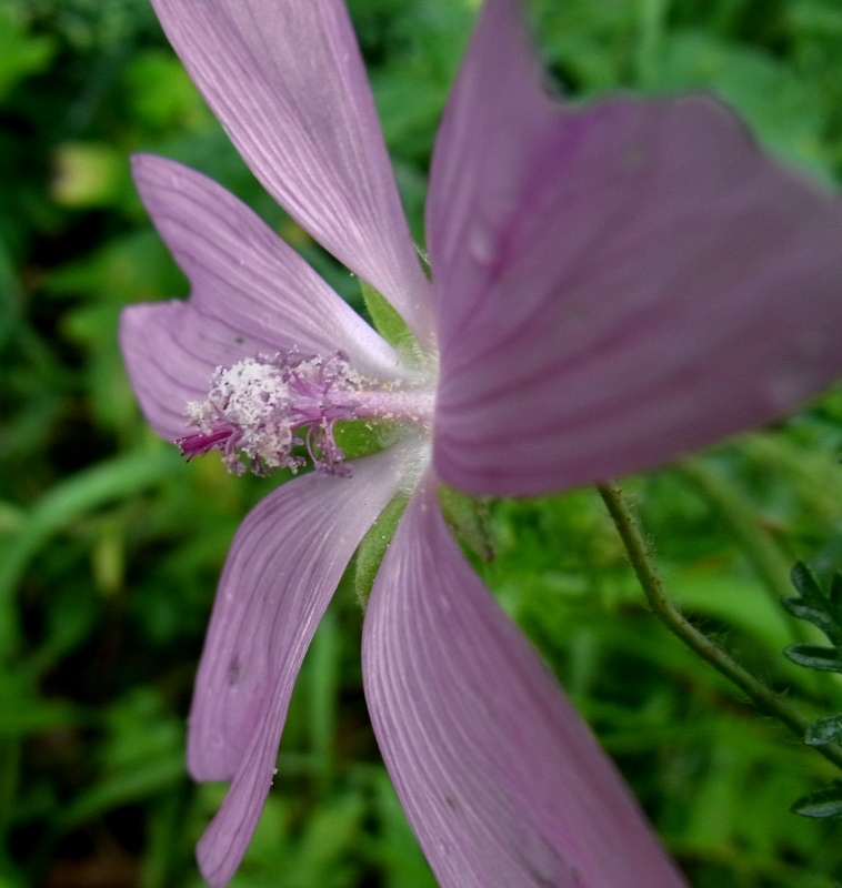 Image of Malva moschata specimen.