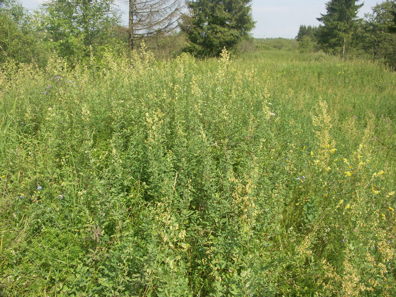 Image of Thalictrum simplex specimen.